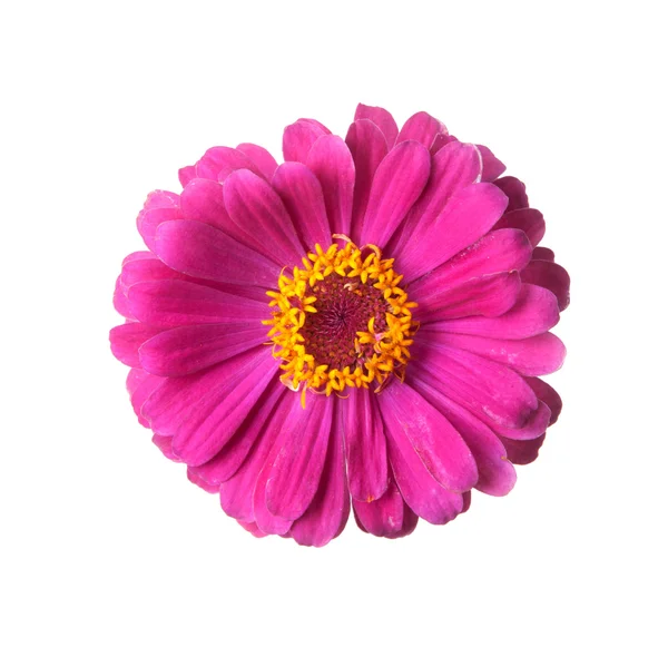 Zinnia isolado em branco — Fotografia de Stock