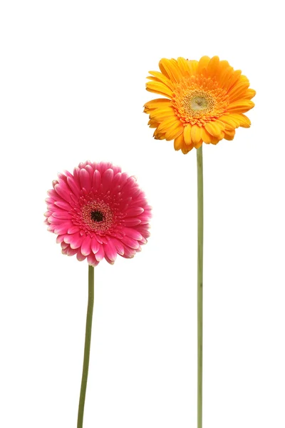 Twee daisy — Stockfoto