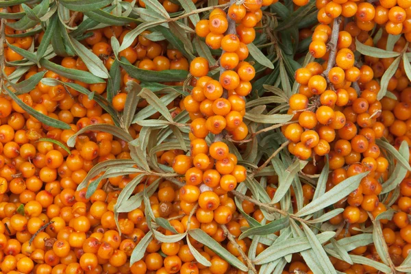 Sea-buckthorn — Stock Photo, Image