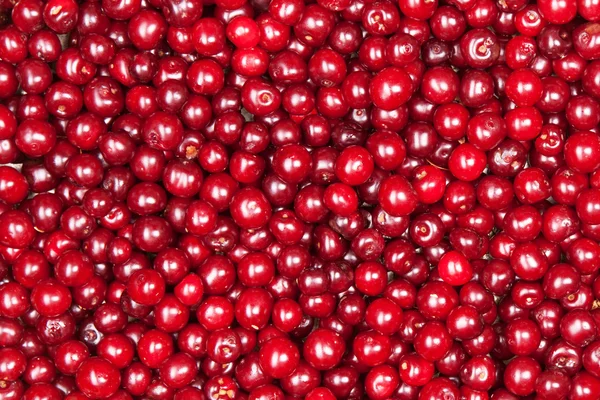 Cereza roja — Foto de Stock