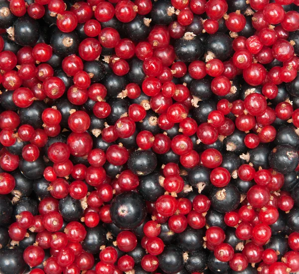 Redcurrant and blackcurrant — Stock Photo, Image