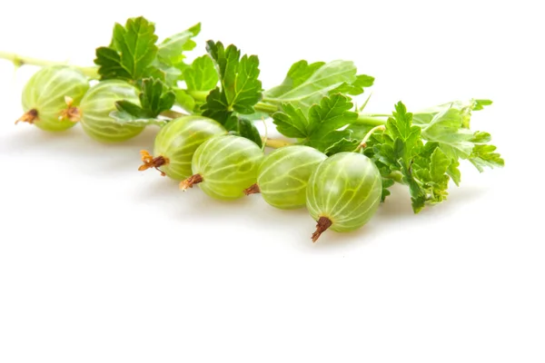 Gooseberries — Stock Photo, Image