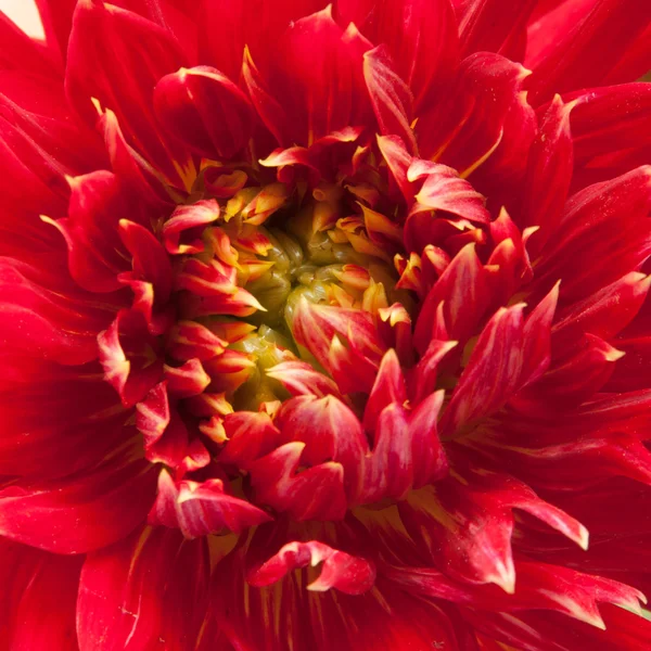 Red dahlia — Stock Photo, Image