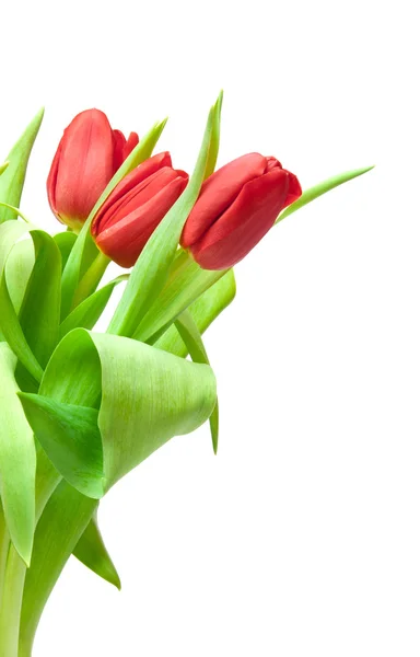 Tulips — Stock Photo, Image