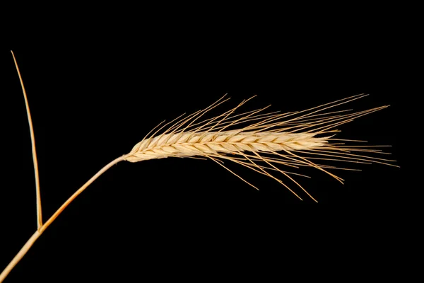 Ear of rye — Stock Photo, Image