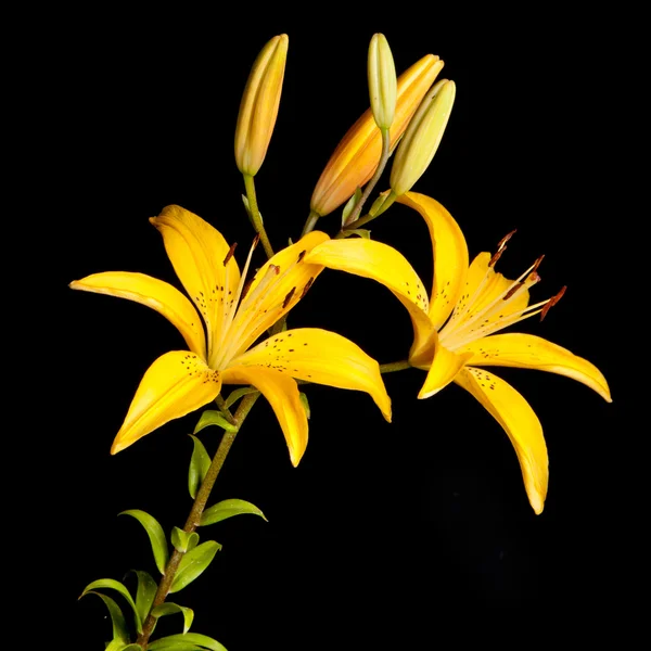 Lily — Stockfoto