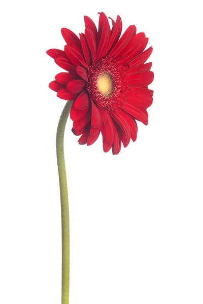 African daisy — Stock Photo, Image