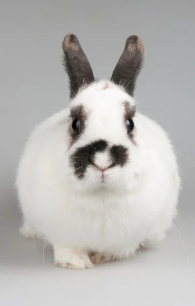 Rabbit — Stock Photo, Image