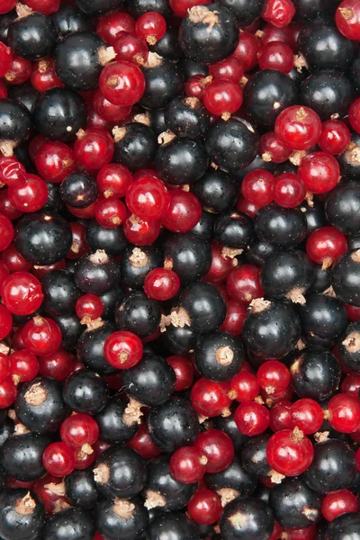 Redcurrant and blackcurrant — Stock Photo, Image