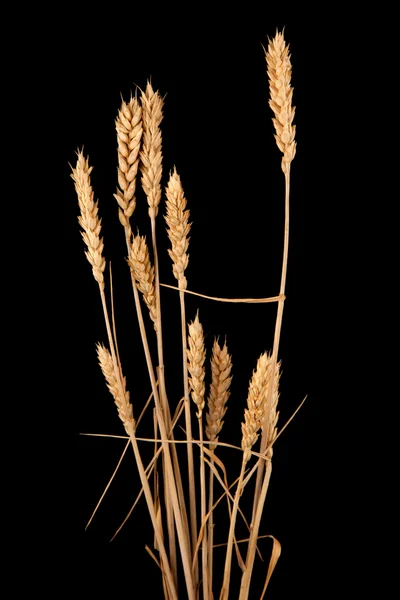 Wheat — Stock Photo, Image