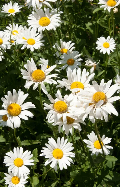 Camomile — Stock Photo, Image