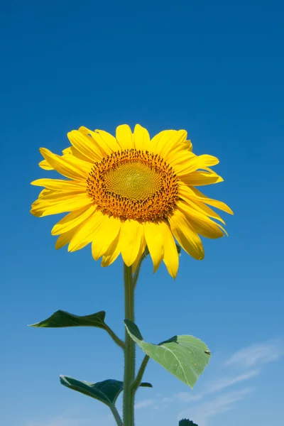 Girasole — Foto Stock