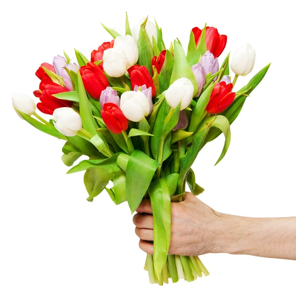 Tulips — Stock Photo, Image