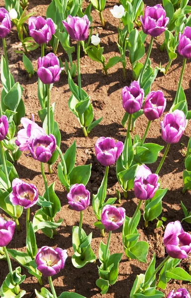 Tulips — Stock Photo, Image