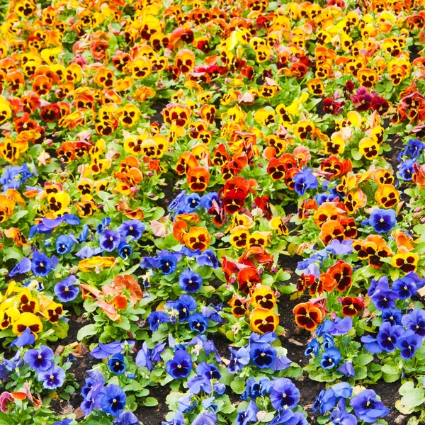 Flores — Fotografia de Stock