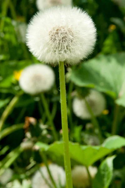 Biel dandelion — Zdjęcie stockowe