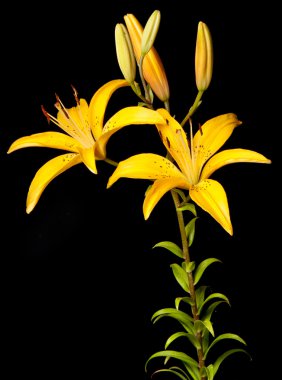 Lily