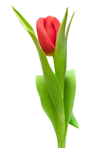 Rød tulipan - Stock-foto