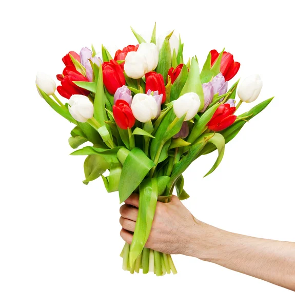 Tulips — Stock Photo, Image