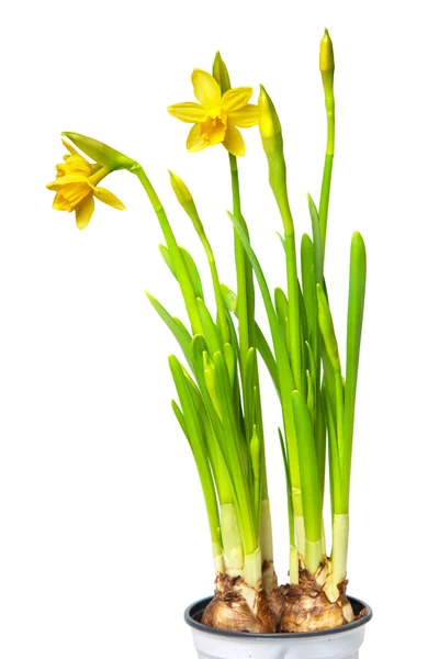 Narcissus — Stock Photo, Image