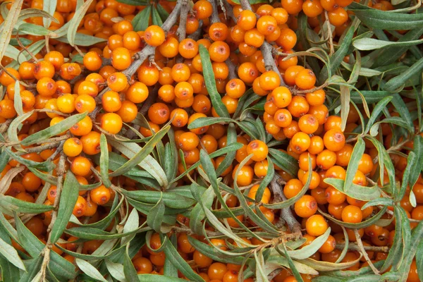 Sea-buckthorn — Stock fotografie