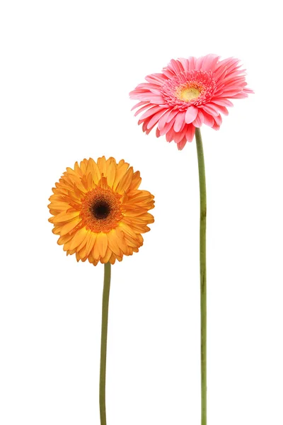 Twee daisy — Stockfoto