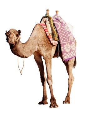 A happy, grinning camel isolated in profile