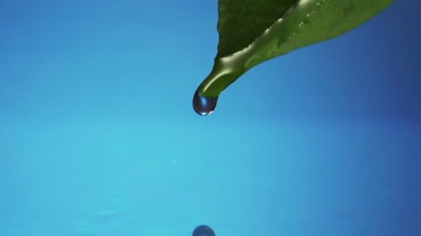 Blatt mit Tropfen Regenwasser mit blauem Hintergrund