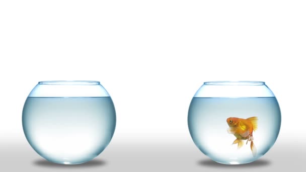 goldfish jumping from one bowl to another.