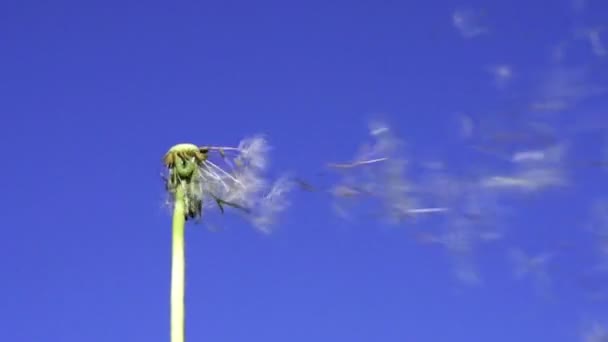 Pampeliška semena létání na obloze.