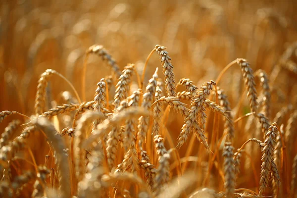 Wheat field