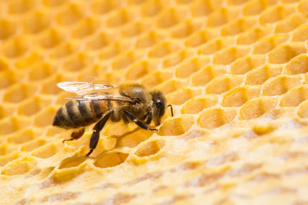 Bees on honeycells