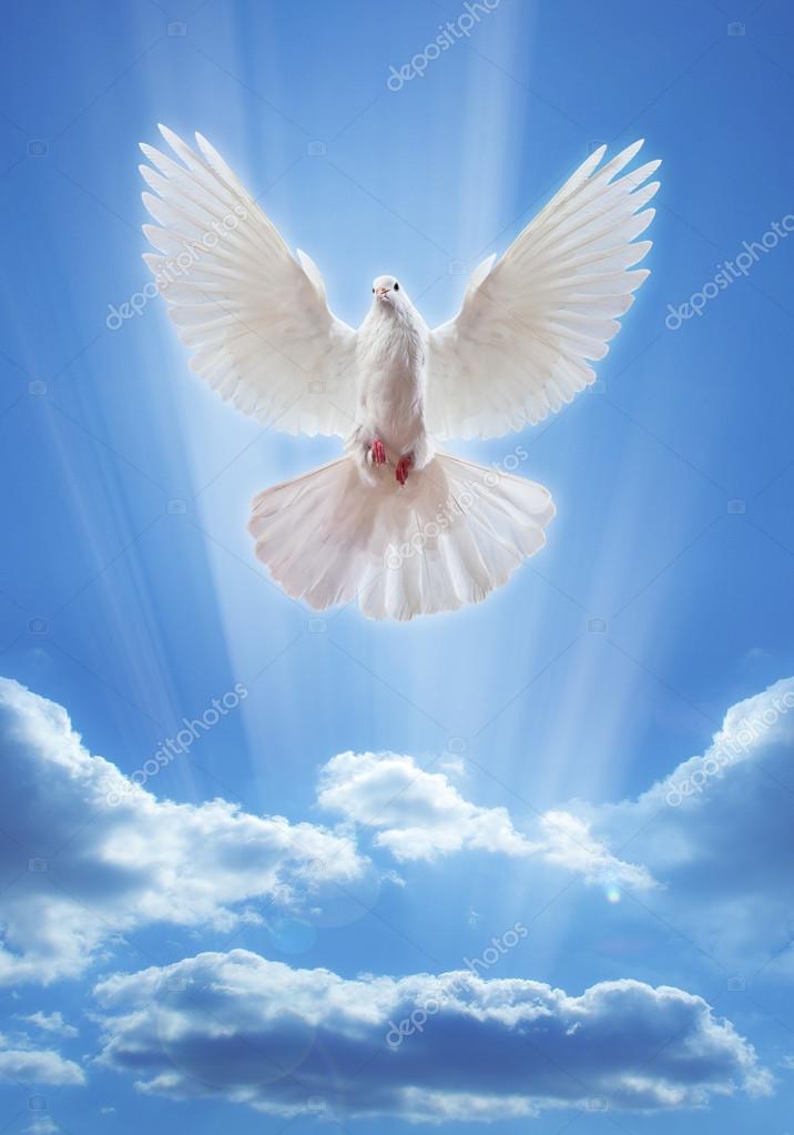 Dove in the air with wings wide open — Stock Photo © Irochka #44652319