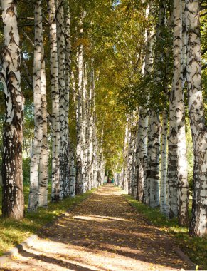 Avenue of birch trees in autumn colors