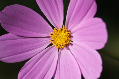 Güzel çiçek. Yaklaş.