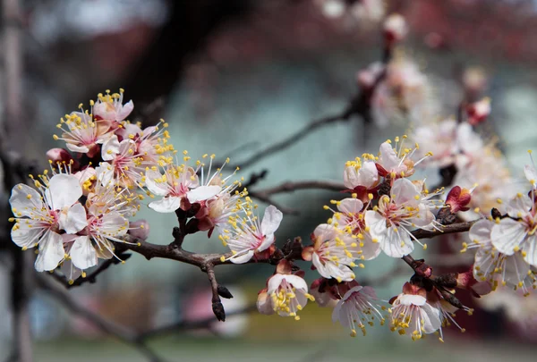 Branches of a white flowering apricots with a sunlight — Stock Photo, Image