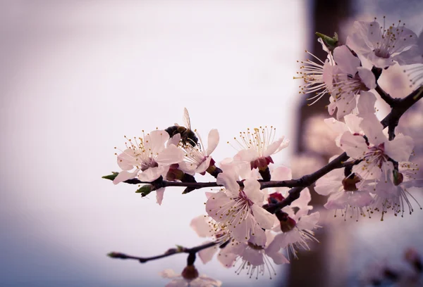 Flowering apricot. — Stock Photo, Image