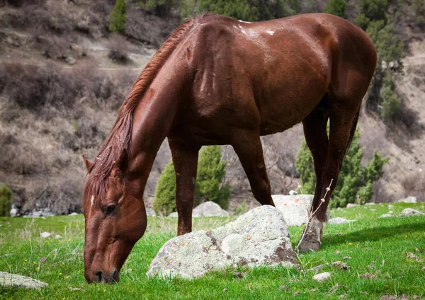 Cheval mange l'herbe — Photo