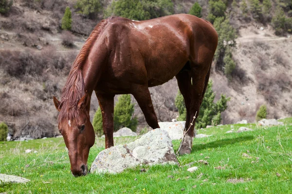 Horse eats the grass — Stock Photo, Image