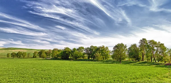 Varios árboles en el campo y nubes — Foto de Stock