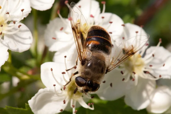 Apple boom bloem en bee close-up — Stockfoto