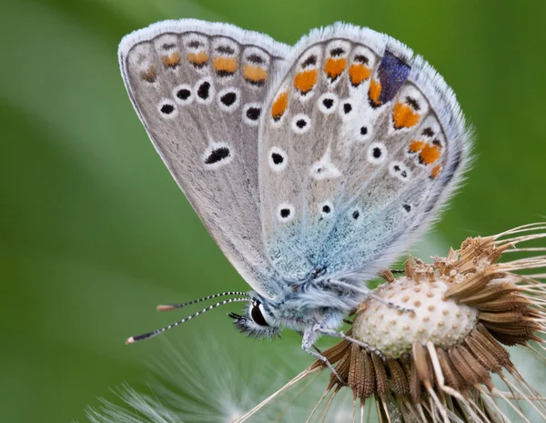 Papillon gros plan sur un pissenlit duveteux blanc — Photo
