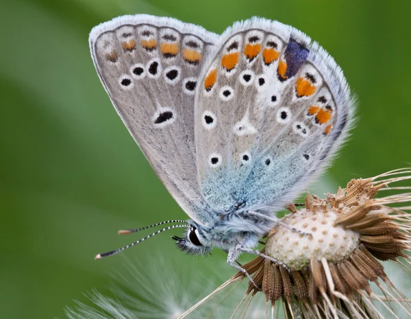 Borboleta closeup em um dente de leão macio branco — Fotografia de Stock