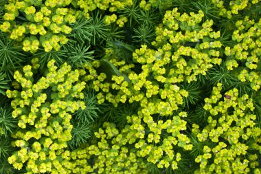 birçok küçük çiçekler Üstten Görünüm