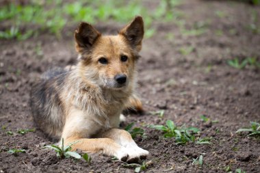 bir sokak köpeği yatıyor