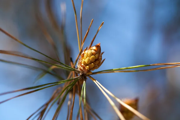 Prickle pine — Stok fotoğraf