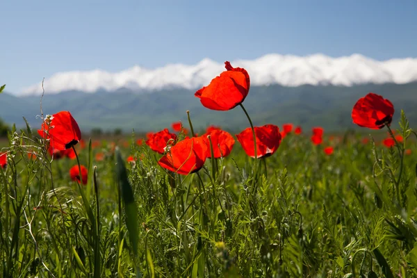 Vallmo landskap — Stockfoto