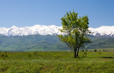 dağ manzarası. Tokmok, Kırgızistan