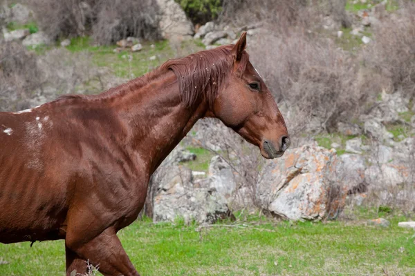 Divoký kůň v horách Kyrgyzstánu — Stock fotografie