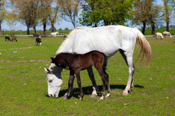 Horse with foal on the farm — Stock Photo, Image